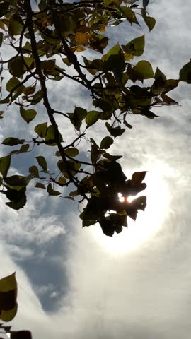 Bright yellow autumn leaves swaying overhead against a clear blue sky. The camera looks straight up, capturing gentle motion, warm sunlight, and the peaceful feeling of standing under a glowing fall