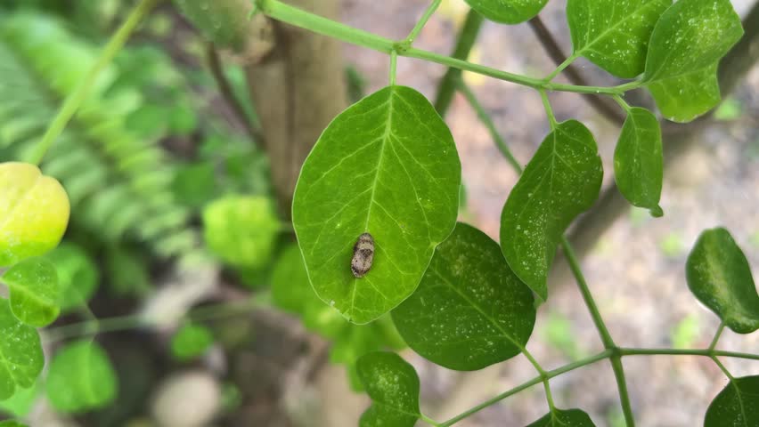 macro close-up of a small camouflaged beetle resting on a bright green leaf of a moringa plant, showing natural insect behavior and subtle leaf texture in a tropical garden setting