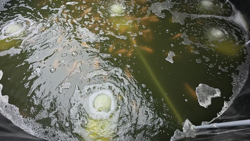 Small fish seedlings are raised in a canvas pond. They are carefully monitored and given nutrient-rich food to ensure healthy growth before being transferred to a larger pond when ready.