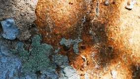 Close up of textured tree bark with lichen and natural patterns in warm sunlight - Powered by Shutterstock - Get 15% off with code: PIKWIZARD15