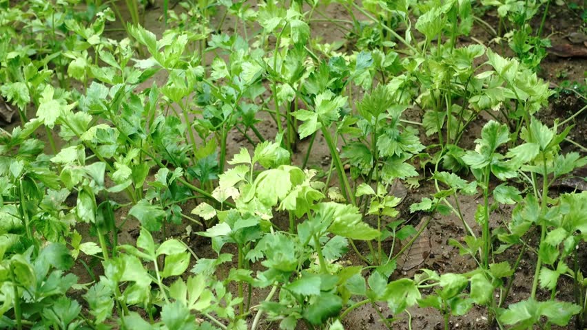 Fresh green celery plants growing in a garden bed ready for harvest and cooking