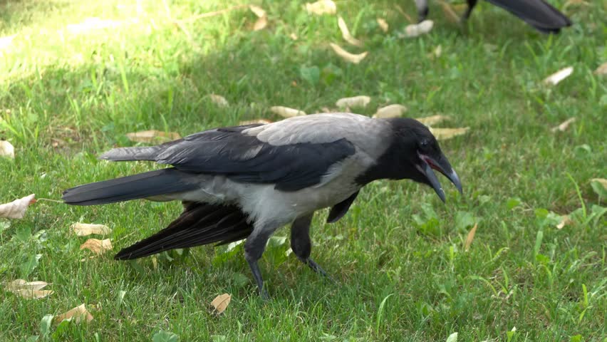 Close-up footage of a black and grey crow moving on green grass in a park, showing bird behavior and natural beauty in a calm outdoor environment.