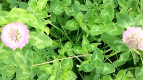 Pink clover bloom among lush green leaves close up natural light camera movement smooth pan and slight push calm nature great for background and wellness video - Powered by Shutterstock - Get 15% off with code: PIKWIZARD15