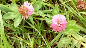 Pink clover bloom among lush green leaves close up natural light camera movement smooth pan and slight push calm nature great for background and wellness video - Powered by Shutterstock - Get 15% off with code: PIKWIZARD15
