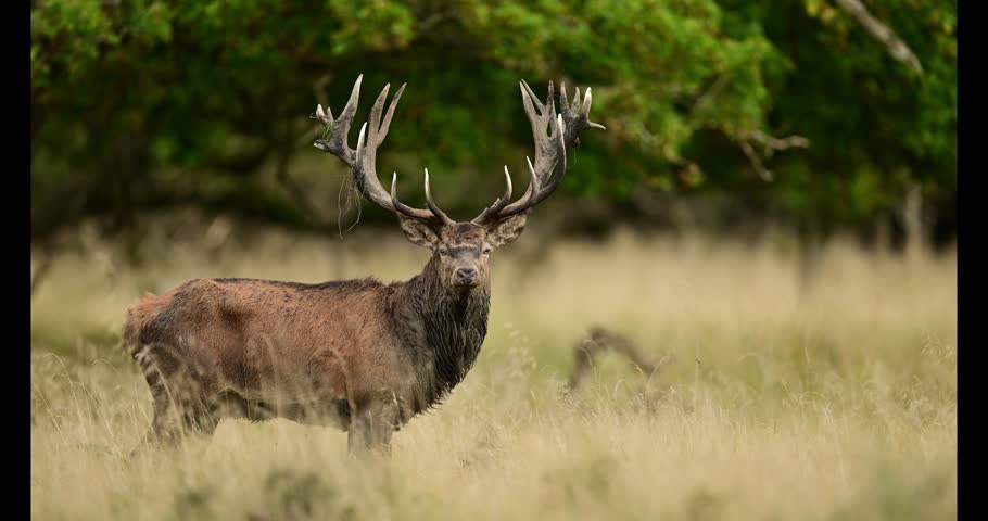 Deer male buck ( Cervus elaphus ) during rut	