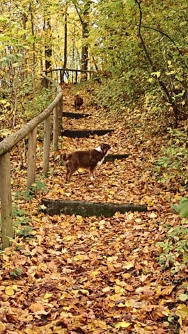 Dog is walking on a path with leaves on the ground