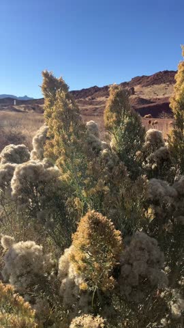 Close-up view of golden dry plants under bright sunlight in Salina, Utah, USA. Desert vegetation and rocky hills in the background under a clear blue sky create a warm and peaceful natural scene.