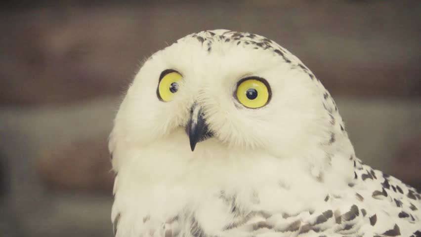 Snowy owl (Bubo scandiacus or Nyctea scandiaca) sitting on a stick

