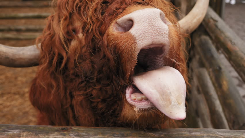 Close-up Highland cow licking cabbage leaf in farm enclosure