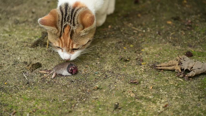 A ginger tabby kitten sniffs at half a slightly dirty mouse, tastes it with the tip of its tongue but does not eat it