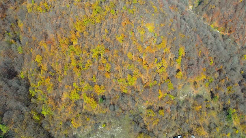 Aerial view of autumn forest with colorful trees