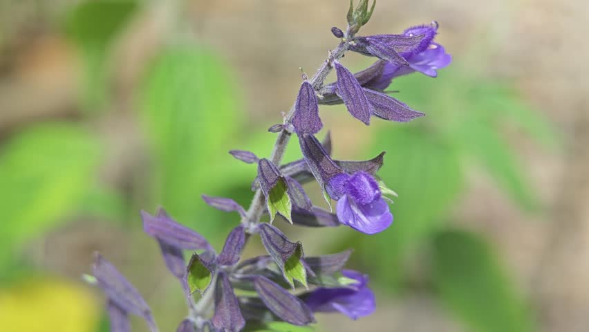 Beautiful purple flowers on the background