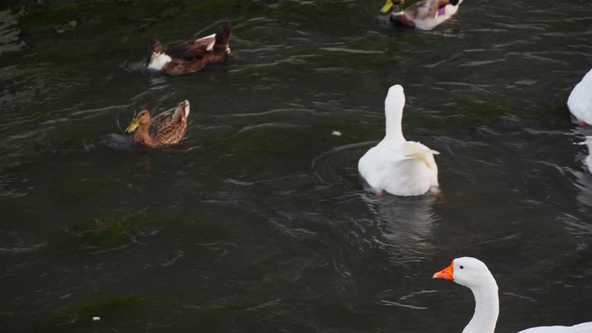 Group of ducks and white geese swimming together on a flowing river. The water surface reflects the light and movement, creating a natural and peaceful scene