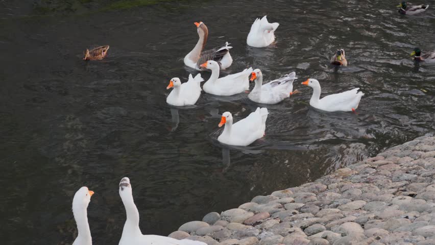 Group of ducks and white geese swimming together on a flowing river. The water surface reflects the light and movement, creating a natural and peaceful scene
