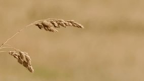Close-up of wild grass seed head gently swaying in soft natural daylight, shallow depth - Powered by Shutterstock - Get 15% off with code: PIKWIZARD15