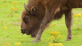 European bison calmly grazes among yellow wildflowers in bright, natural daylight, steady close-up shot - Powered by Shutterstock - Get 15% off with code: PIKWIZARD15