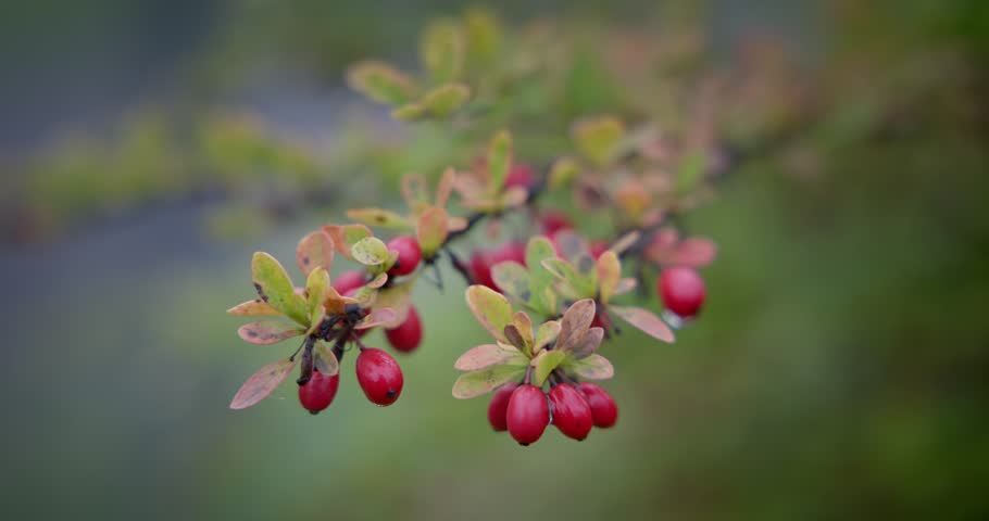 Red wild berries on a branch of a bush with foliage in a forest or park on a rainy autumn day. High quality 4k footage
