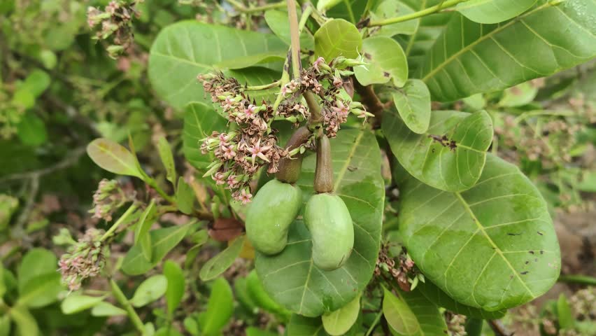 cashew nut tree close to far shot