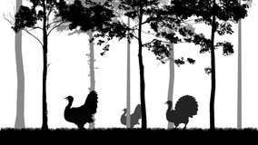 Silhouette turkey bird animation moving through natural forest scenery filled with light and leaves. Looping wildlife motion ideal for thanksgiving themes concept and autumn countryside atmosphere. - Powered by Shutterstock - Get 15% off with code: PIKWIZARD15