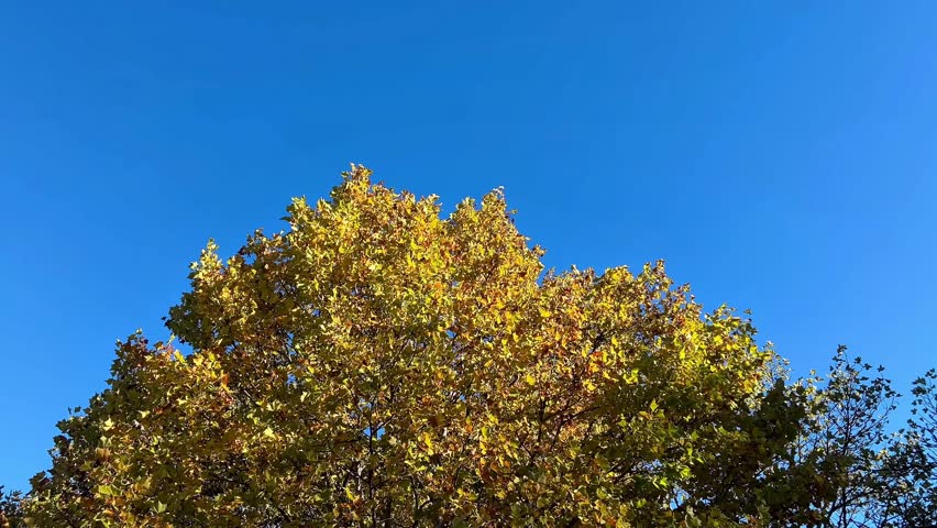 Autumn Forest Under Blue Sky