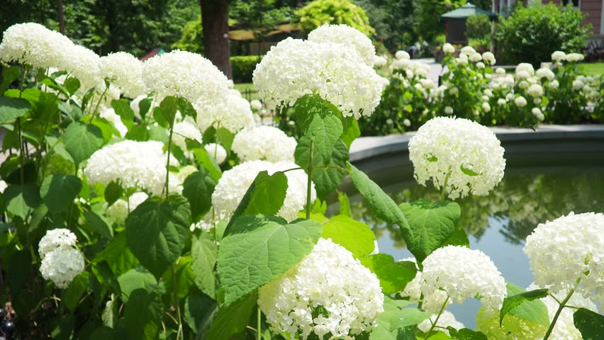 Hydrangea hortensia is a genus of flowering plants native to Asia and the Americas. Hydrangeas are popular ornamental plants, grown for their large flowerheads. Large white flowers in the garden.