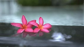 Closeup pink Frangipani or Plumeria flower petal floating on edge of pool with soft reflection. Ideal for wellness, spa, tropical relaxation, aromatherapy or summer beauty - Powered by Shutterstock - Get 15% off with code: PIKWIZARD15