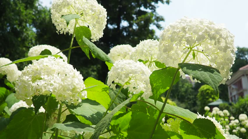 Hydrangea hortensia is a genus of flowering plants native to Asia and the Americas. Hydrangeas are popular ornamental plants, grown for their large flowerheads. Large white flowers in the garden.