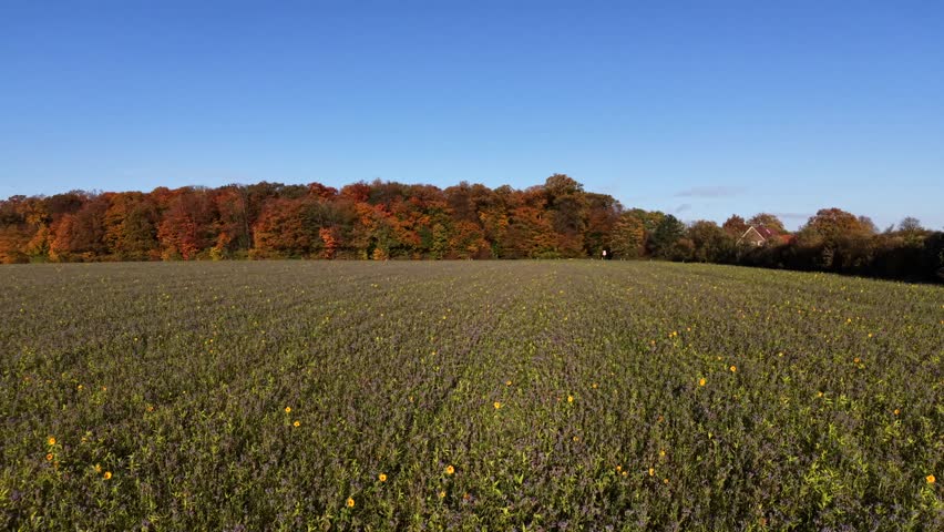 Aerial rising shot of sunflower field on sunny day in autumn season. Wide shot. Driving cars on suburb road of town. Multicolored trees of forest woodland in USA.