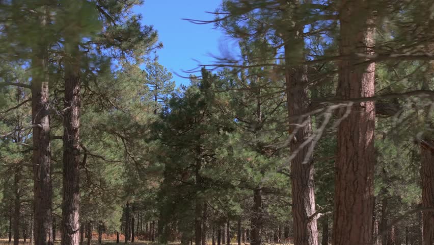 Pine forest in Colorado, USA on a sunny day with a calm, serene vibe