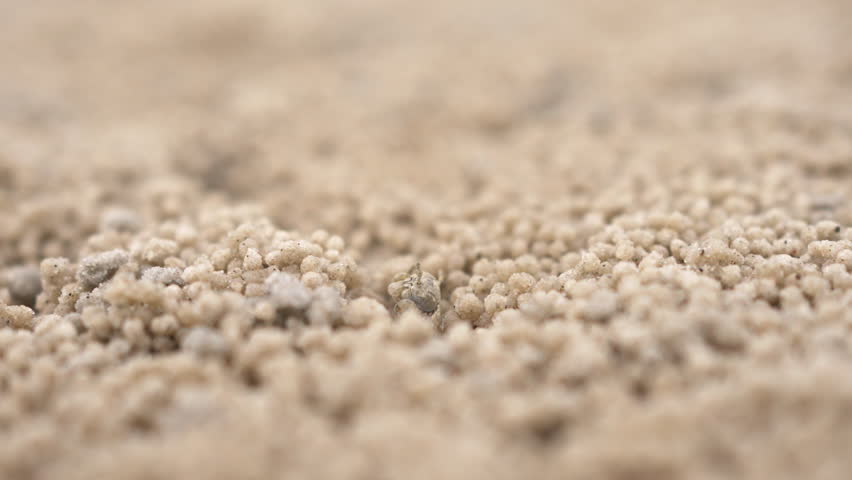 Ghost crab creating sand bubbler made spherical sand balls covered on the beach