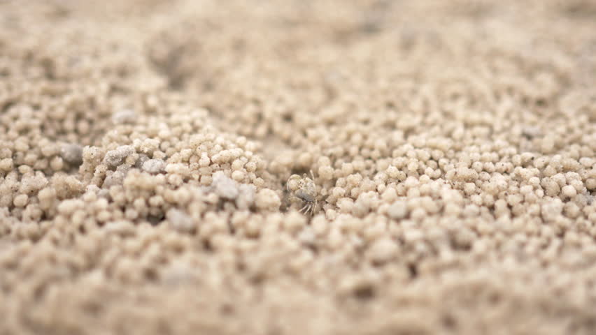 Ghost crab creating sand bubbler made spherical sand balls covered on the beach