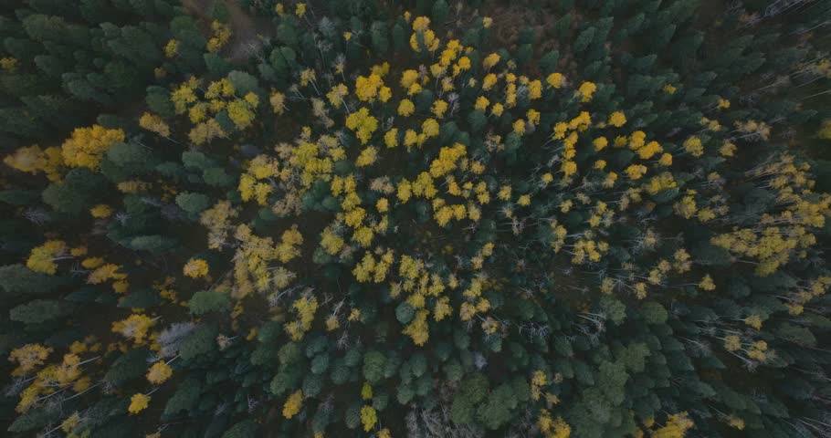 Autumn forest aerial view in Colorado, showing vibrant fall foliage