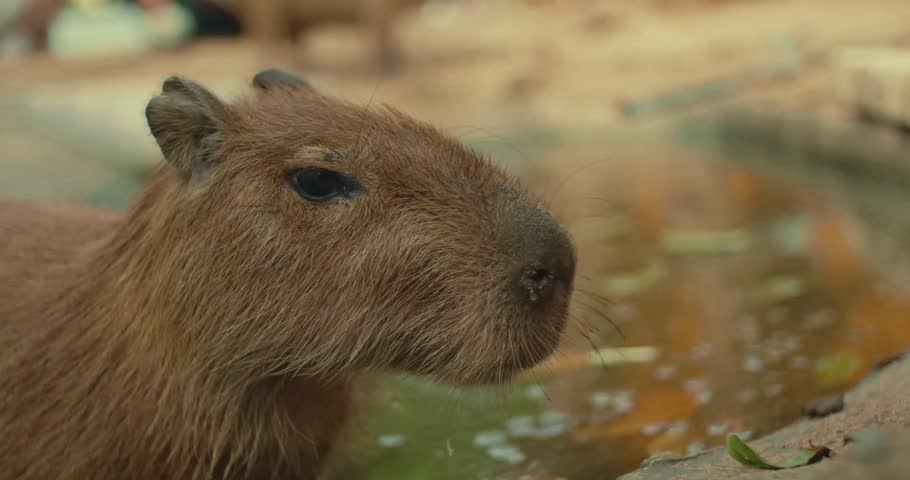 capybara, pond, zoo, herbivore, animal, mammal, wildlife, nature, water, relaxation, peaceful, calm, natural, outdoors, environment, tropical, habitat, exotic, creature, SouthAmerica, grass, restin
