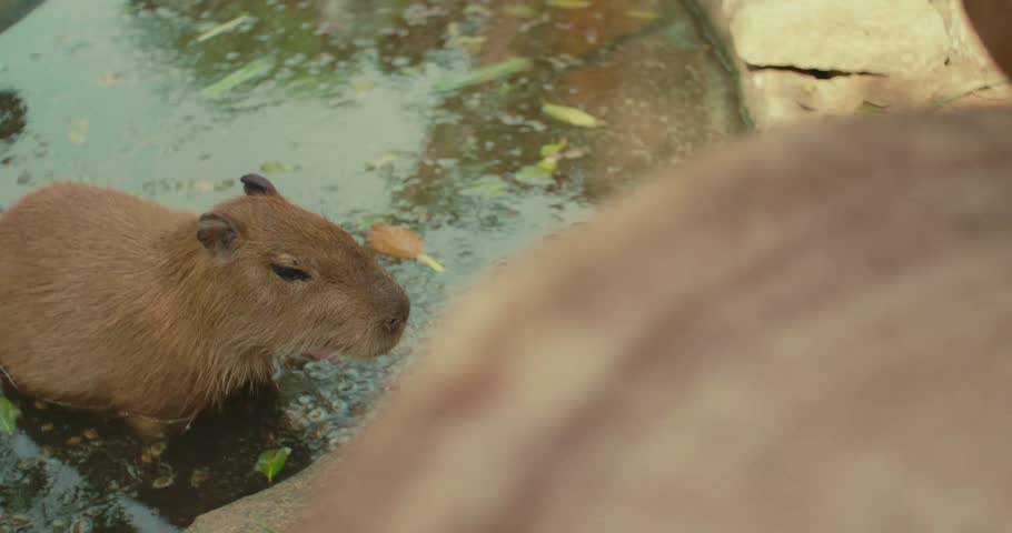 capybara, pond, zoo, herbivore, animal, mammal, wildlife, nature, water, relaxation, peaceful, calm, natural, outdoors, environment, tropical, habitat, exotic, creature, SouthAmerica, grass, restin