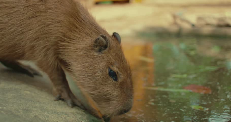 capybara, pond, zoo, herbivore, animal, mammal, wildlife, nature, water, relaxation, peaceful, calm, natural, outdoors, environment, tropical, habitat, exotic, creature, SouthAmerica, grass, restin