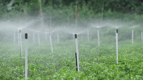 Smart fog irrigation, IoT farming, automated watering, sensor technology, digital agriculture. - Powered by Shutterstock - Get 15% off with code: PIKWIZARD15