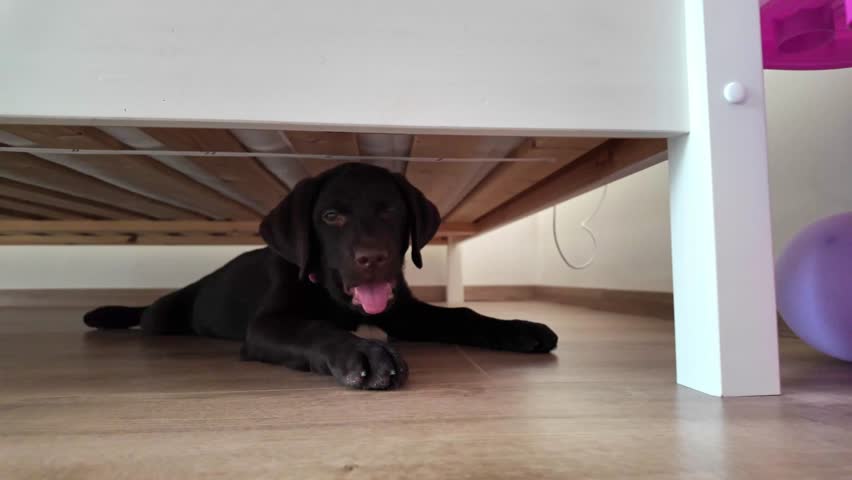 Adorable chocolate Labrador puppy hiding and relaxing under a bed at home. Cute brown dog lying on the wooden floor. A cozy and playful pet concept.