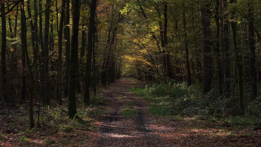 A forest trail covered with fallen leaves, illuminated by soft autumn sunlight filtering through tall trees. The path leads into the distance, surrounded by vibrant shades of orange, and green foliage
