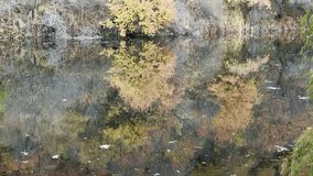 serene autumn tree reflections shimmering in calm pond waterscape with vibrant orange hues for tranquil wallpaper or editorial background - Powered by Shutterstock - Get 15% off with code: PIKWIZARD15