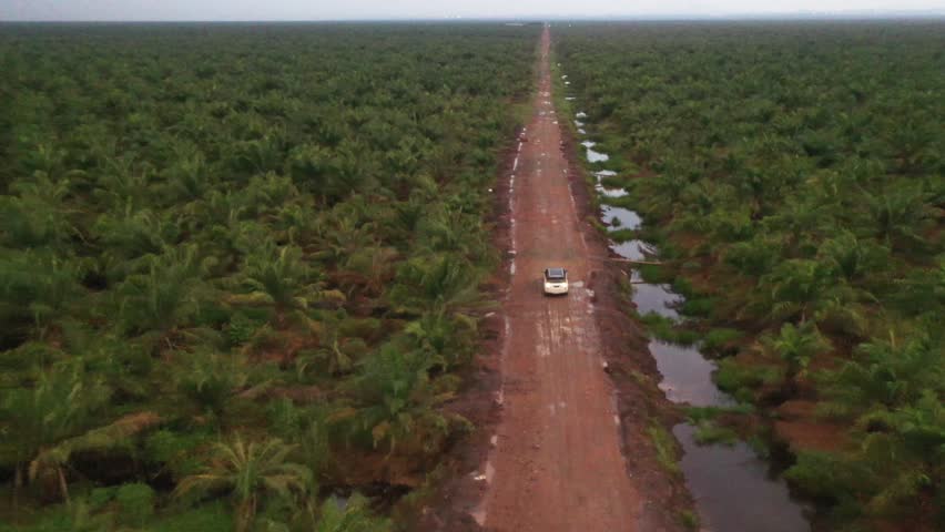 Palm oil industry or oil palm plantations