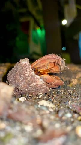 HERMIT CRAB AS THE SCAVENGER OF THE SEA