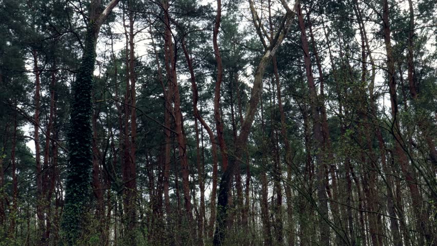 Stereo woodpecker sound in spring forest.