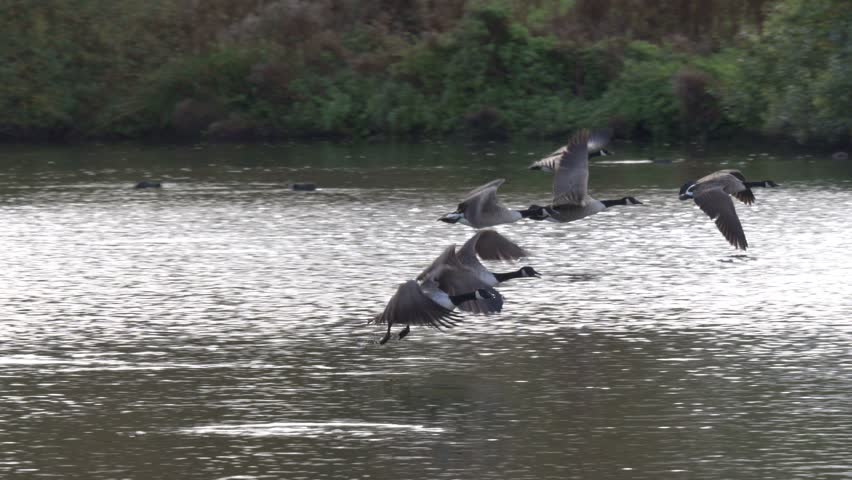 Canada Geese (Branta canadensis) flying low over a lake in Autumn. October, Kent, UK (Slow motion x5)