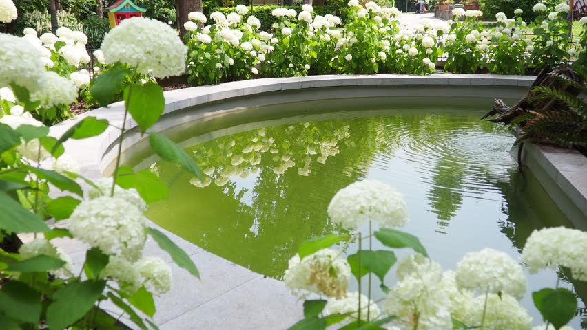 Hydrangea hortensia is a genus of flowering plants native to Asia and Americas. Hydrangeas are popular ornamental plants, grown for their large flowerheads. A pond with a fountain and falling water.