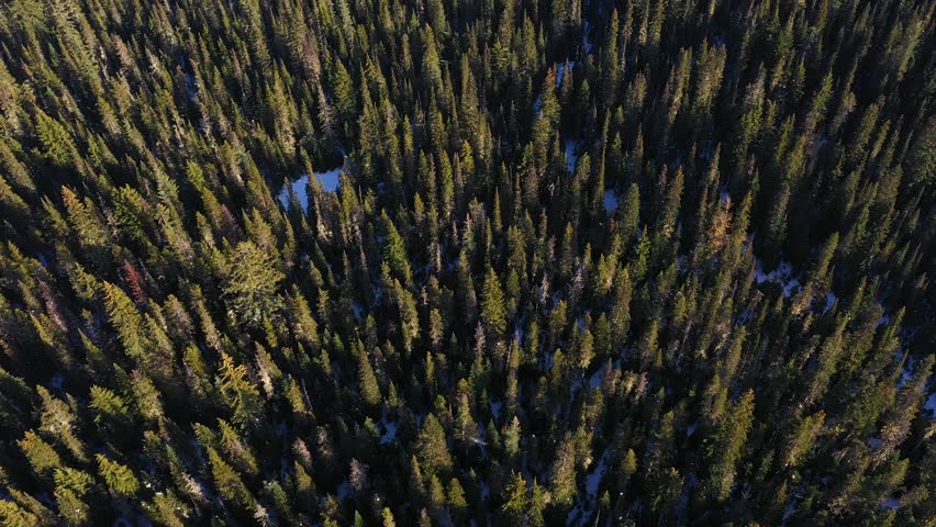 4K aerial drone footage of evergreen forest covered with patches of snow at sunset in PNW -Washington State, USA. Top down view of pine trees perfect scenic background for nature or travel videos