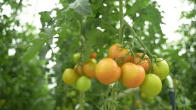 Cluster of tomatoes in various stages of ripening green, yellow, and orange hangs from a healthy vine in a greenhouse. The lush leaves and soft - Powered by Shutterstock - Get 15% off with code: PIKWIZARD15