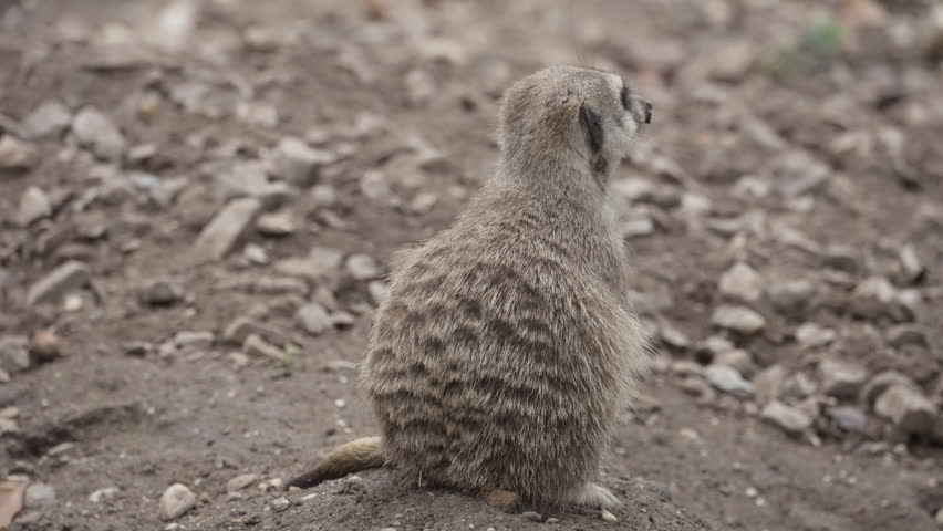 Meerkat animal sitting on the ground, view from the back