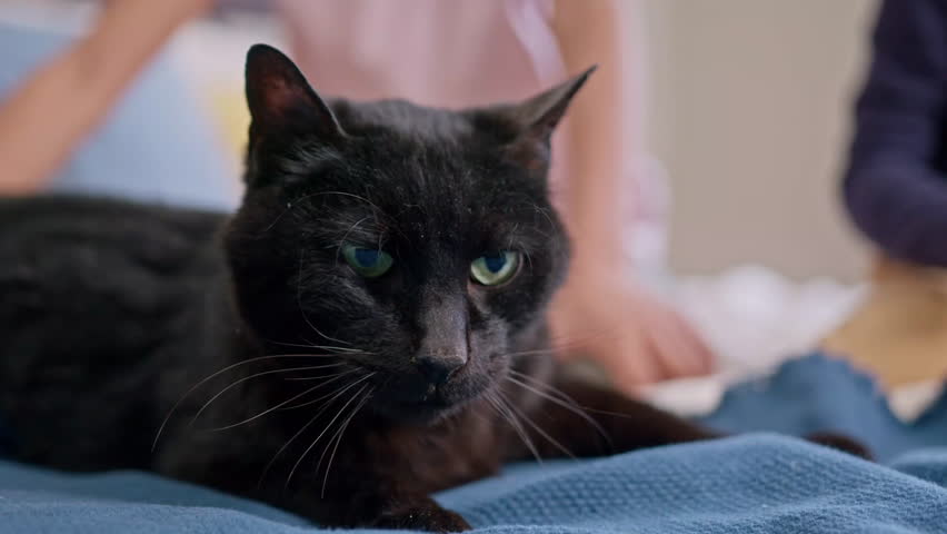 Two girls playing with black cat.
