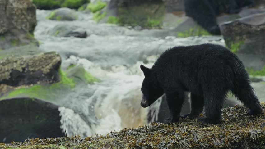 Black Bear Fishing For Spawning Salmon In The River Near Port Hardy In Vancouver Island, British Columbia, Canada. Tracking Shot