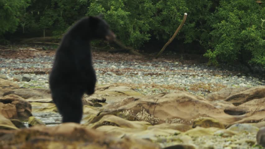 Portrait Of A Wild Black Bear In The Inlet Near Port Hardy In Vancouver Island, British Columbia, Canada. Selective Focus Shot